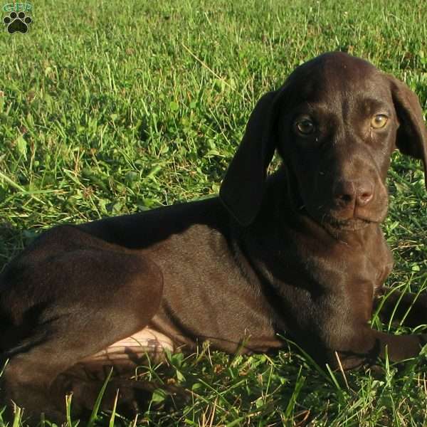 Sylvia, German Shorthaired Pointer Puppy